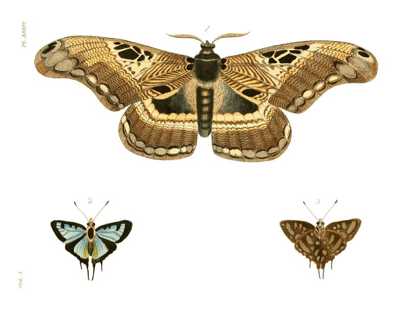 Illustrations of Exotic Entomology III 34