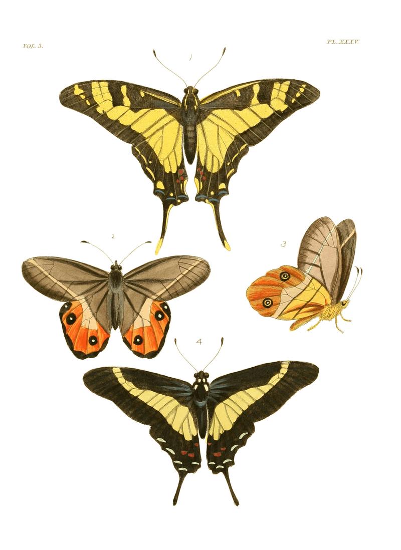 Illustrations of Exotic Entomology III 35