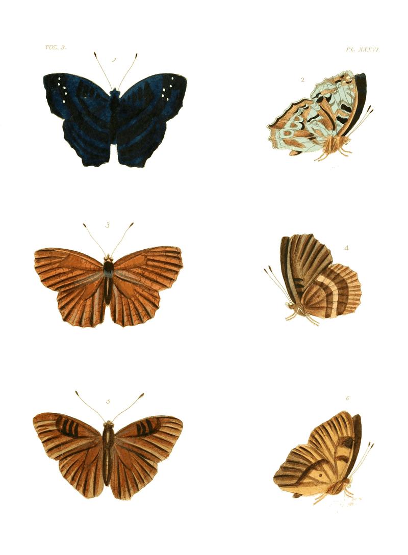 Illustrations of Exotic Entomology III 36