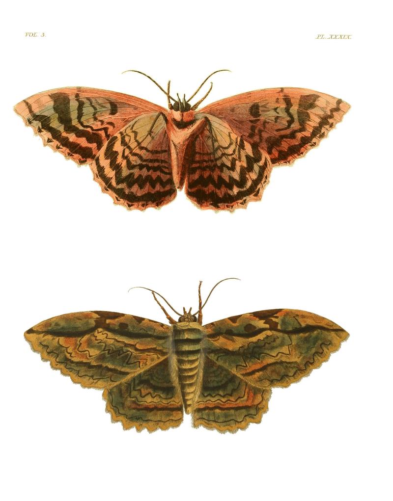 Illustrations of Exotic Entomology III 39