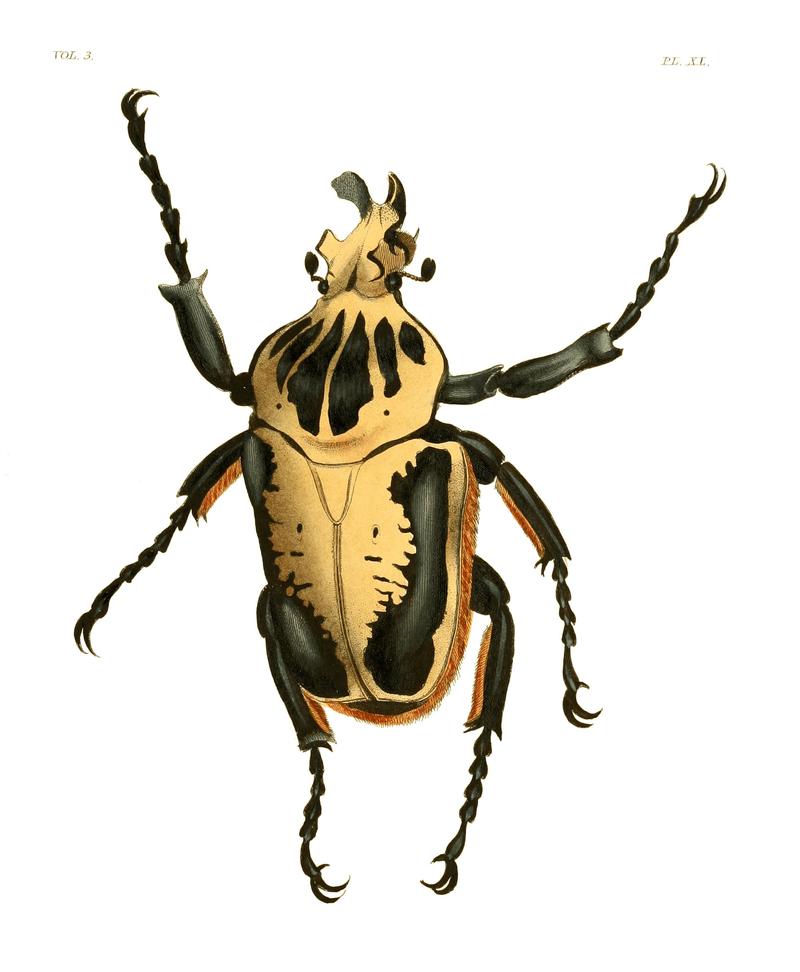Illustrations of Exotic Entomology III 40