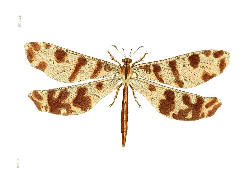 Illustrations of Exotic Entomology III 41