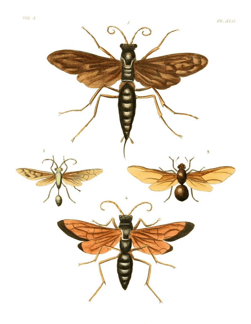 Illustrations of Exotic Entomology III 42