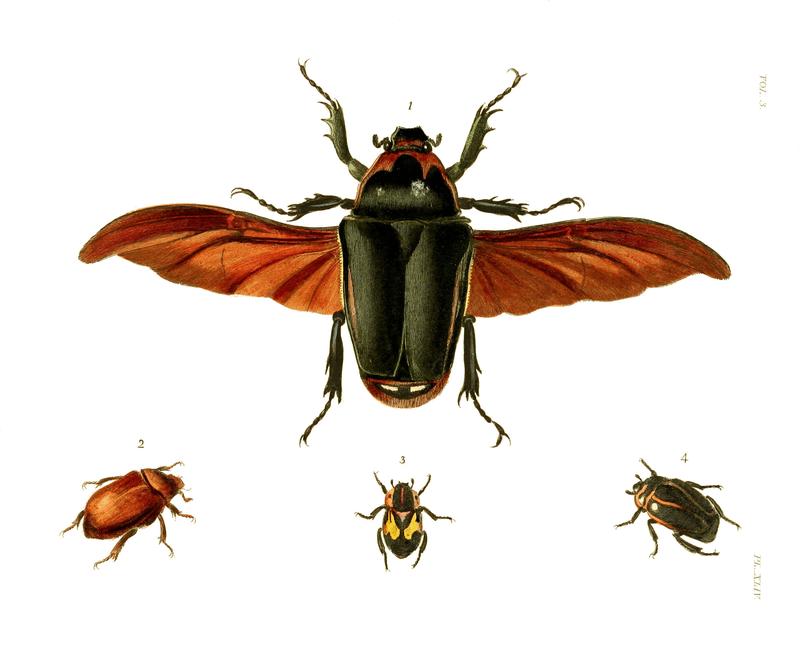 Illustrations of Exotic Entomology III 44