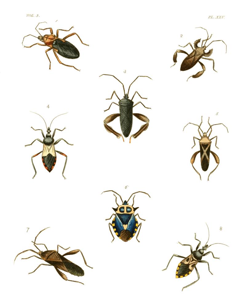 Illustrations of Exotic Entomology III 45