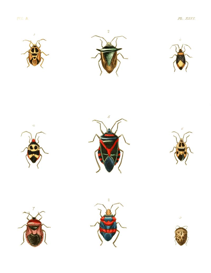 Illustrations of Exotic Entomology III 46