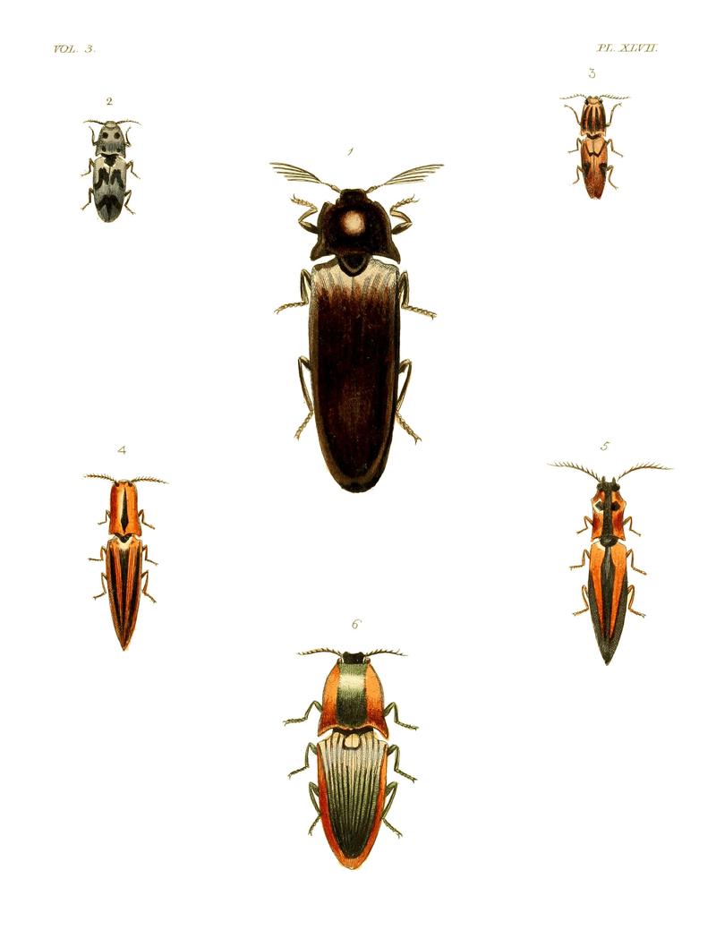 Illustrations of Exotic Entomology III 47