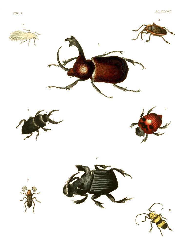 Illustrations of Exotic Entomology III 48