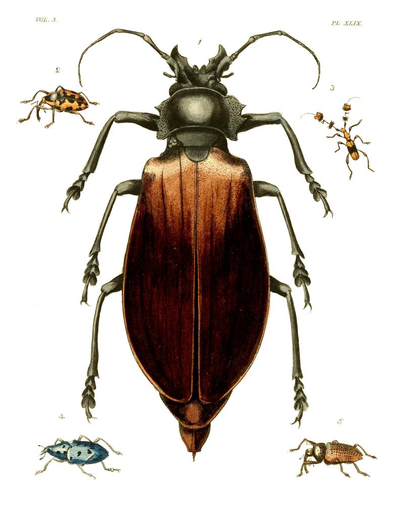 Illustrations of Exotic Entomology III 49