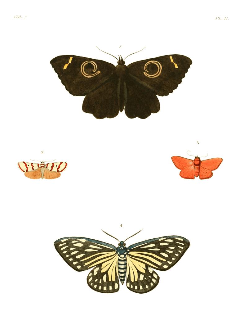 Illustrations of Exotic Entomology II 02