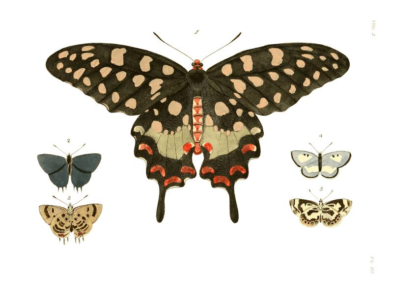 Illustrations of Exotic Entomology II 03