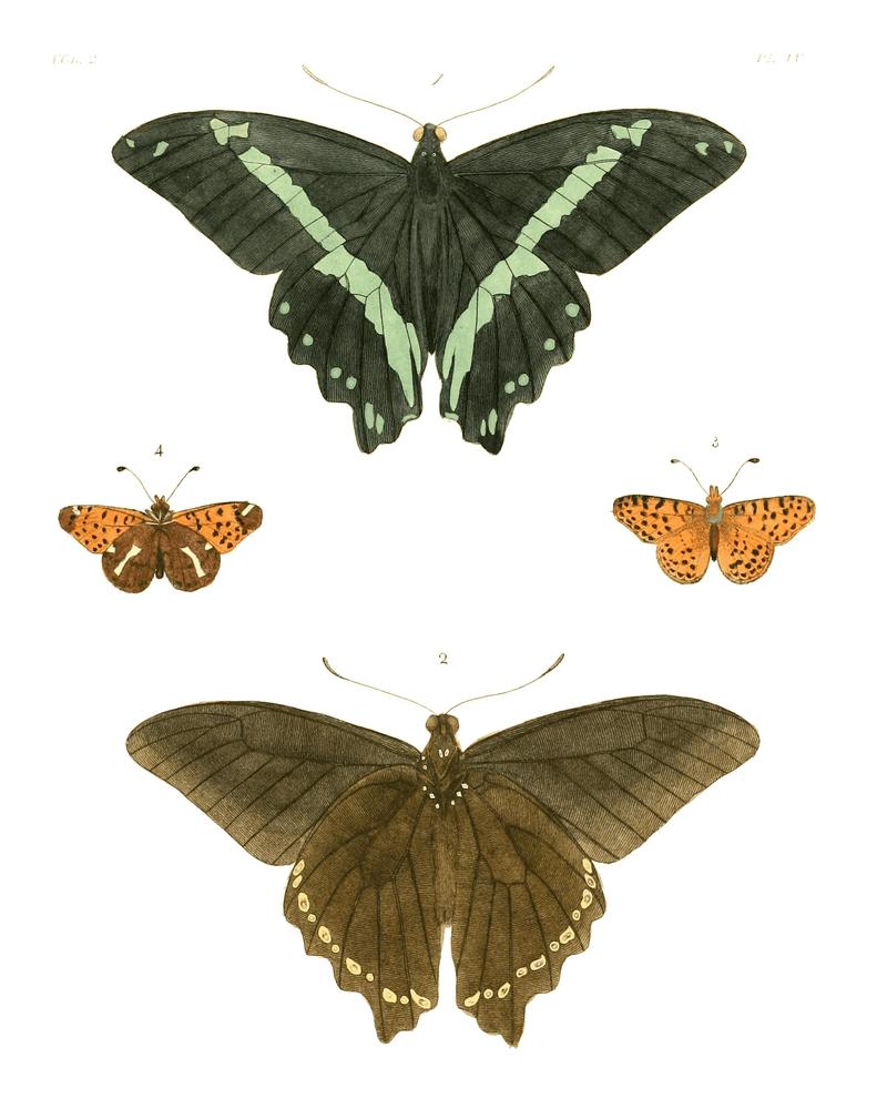 Illustrations of Exotic Entomology II 04
