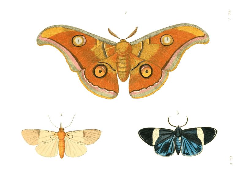 Illustrations of Exotic Entomology II 05