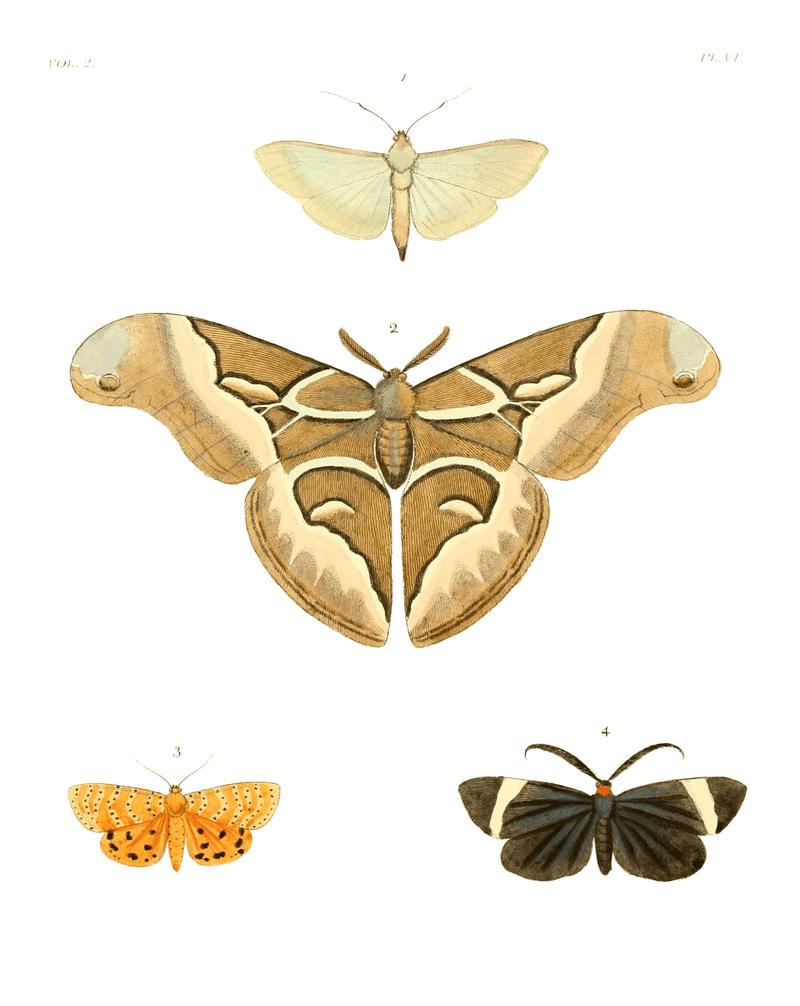 Illustrations of Exotic Entomology II 06