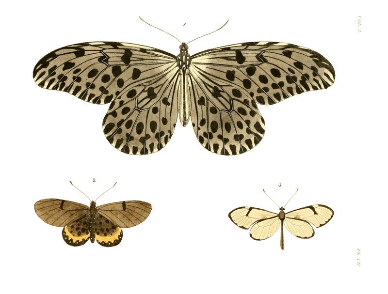 Illustrations of Exotic Entomology II 07