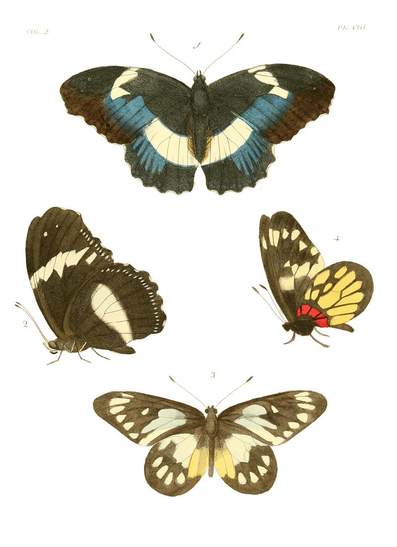 Illustrations of Exotic Entomology II 08