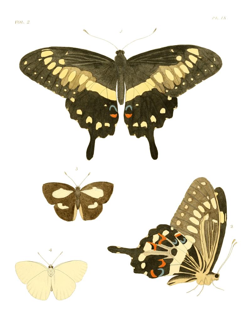 Illustrations of Exotic Entomology II 09