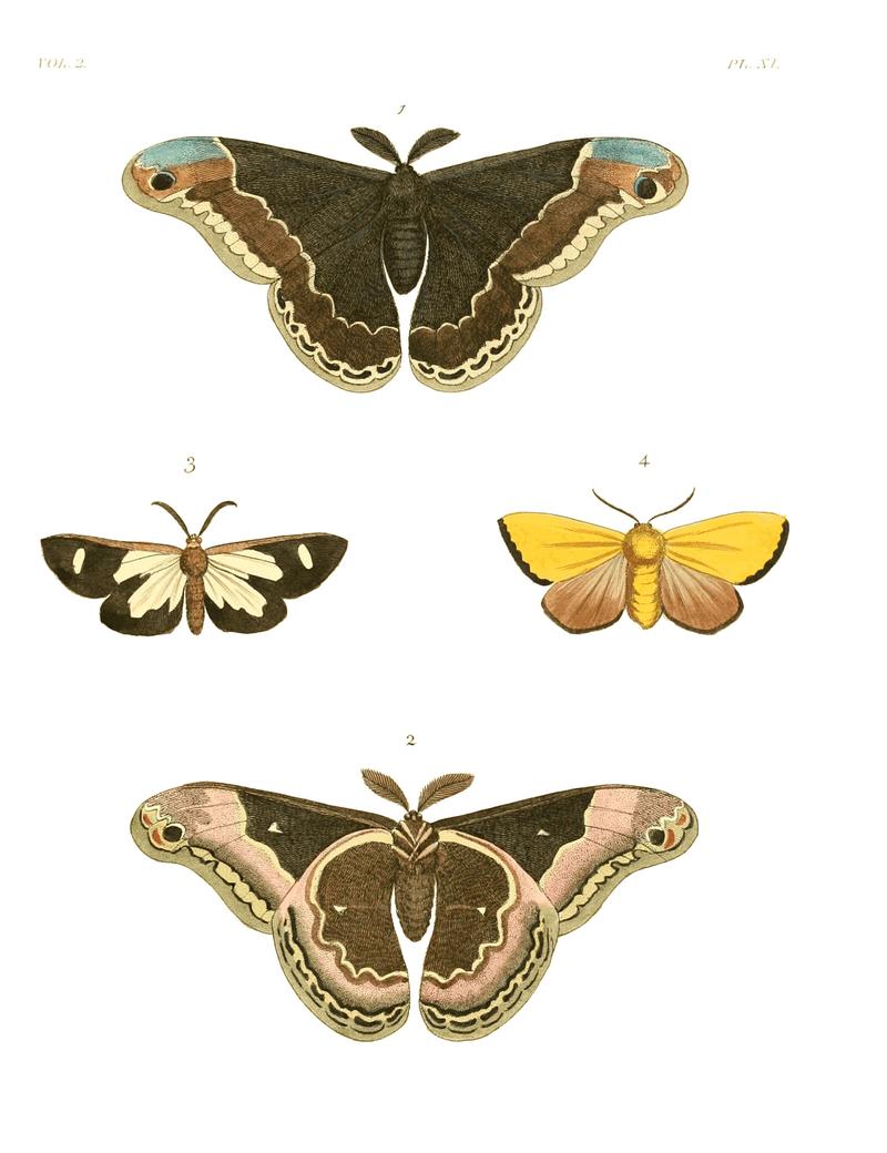 Illustrations of Exotic Entomology II 11