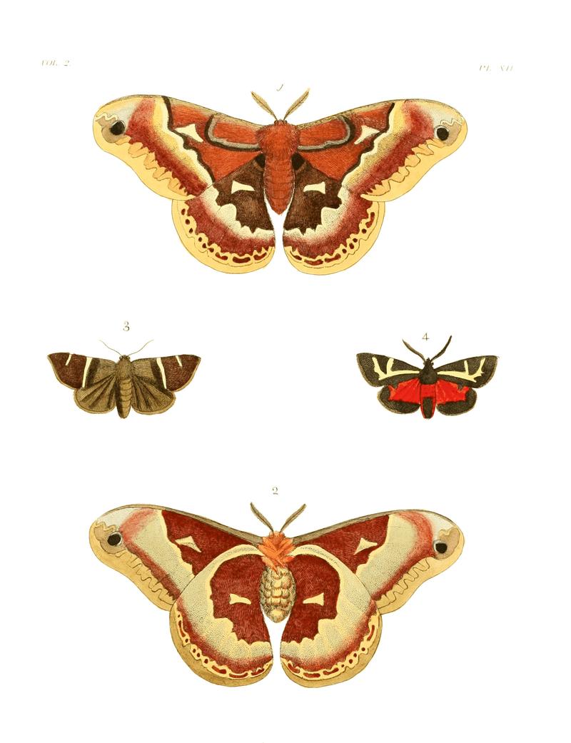 Illustrations of Exotic Entomology II 12