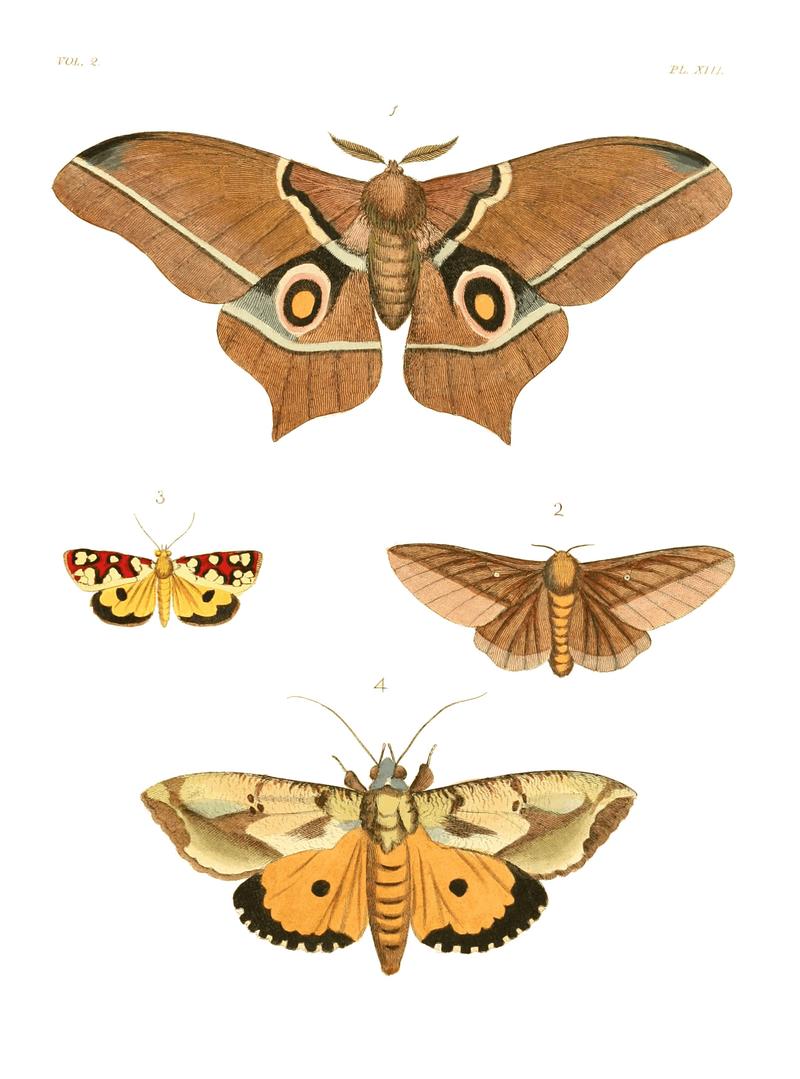 Illustrations of Exotic Entomology II 13