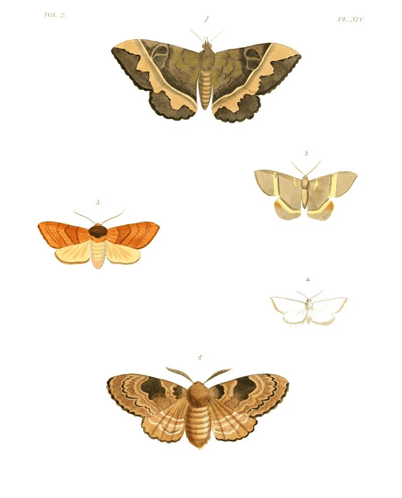 Illustrations of Exotic Entomology II 14