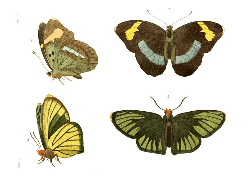 Illustrations of Exotic Entomology II 15