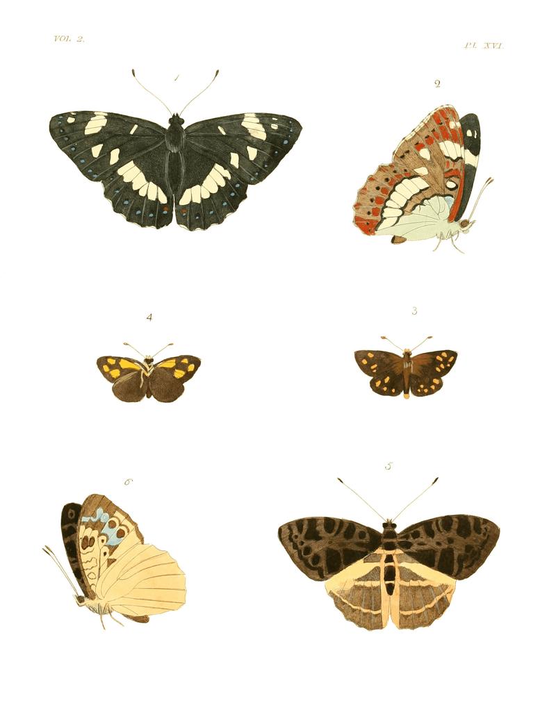 Illustrations of Exotic Entomology II 16