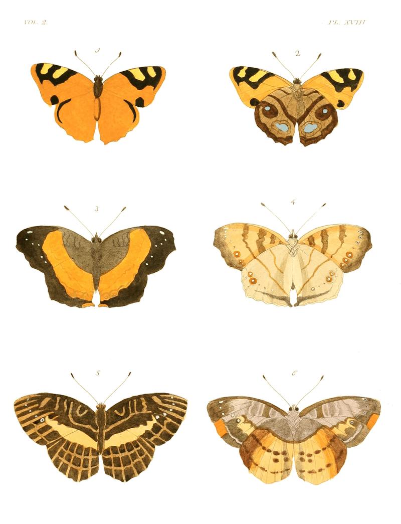 Illustrations of Exotic Entomology II 18