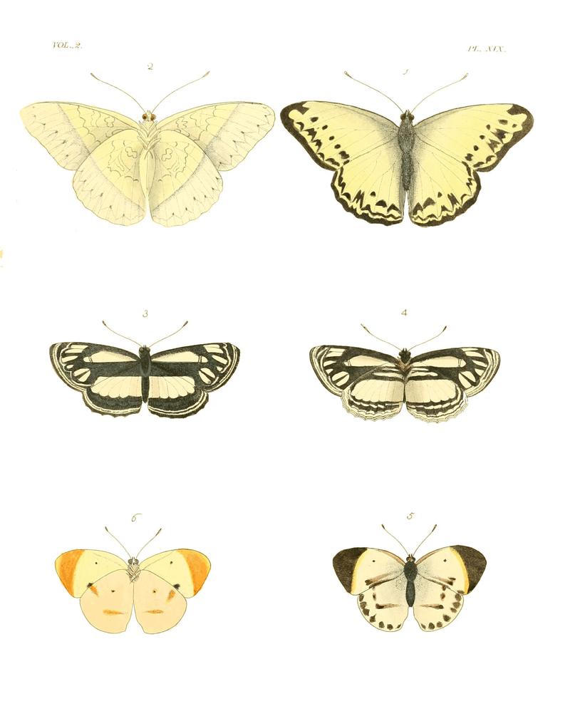Illustrations of Exotic Entomology II 19