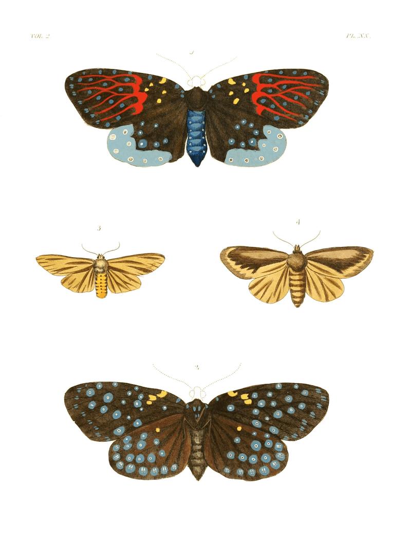 Illustrations of Exotic Entomology II 20