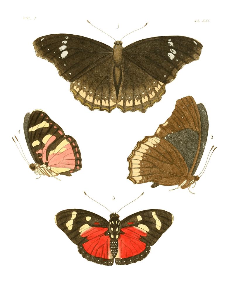 Illustrations of Exotic Entomology II 21