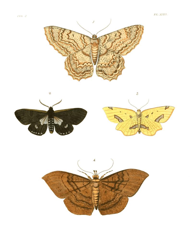 Illustrations of Exotic Entomology II 22