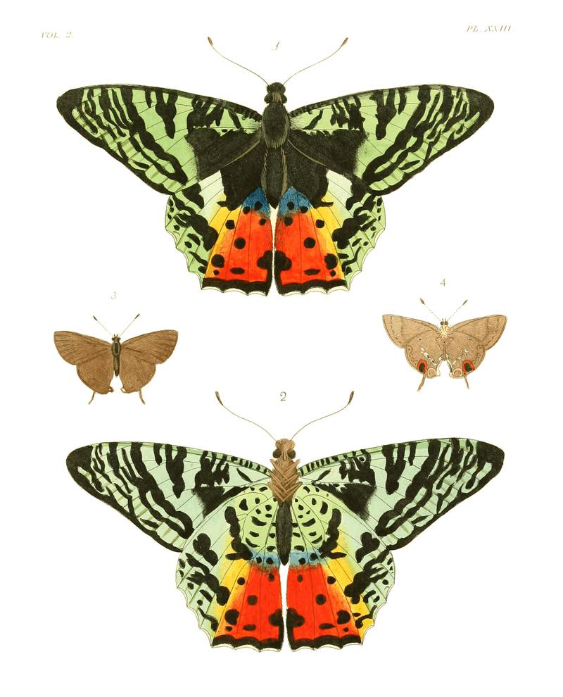 Illustrations of Exotic Entomology II 23