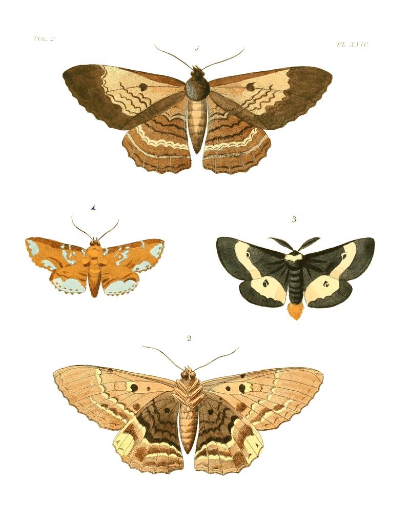 Illustrations of Exotic Entomology II 24