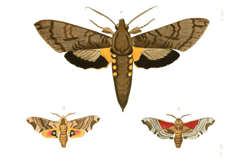 Illustrations of Exotic Entomology II 25