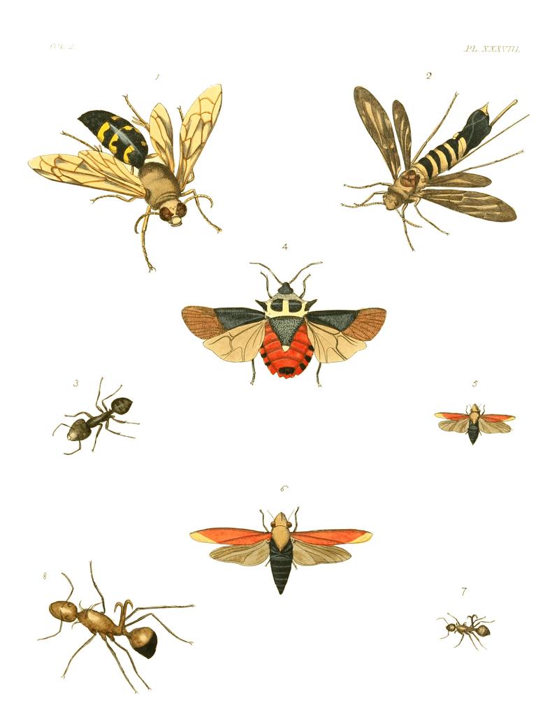 Illustrations of Exotic Entomology II 38