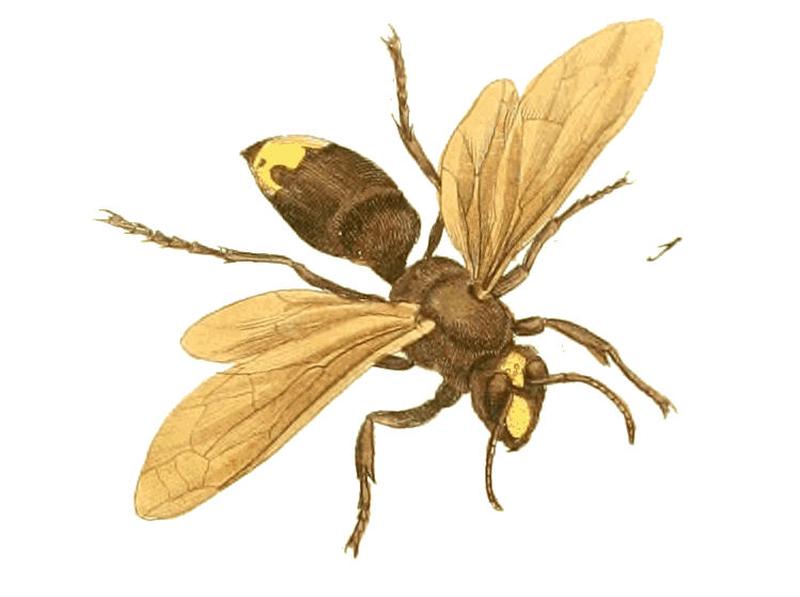Illustrations of Exotic Entomology II 39 (cropped)