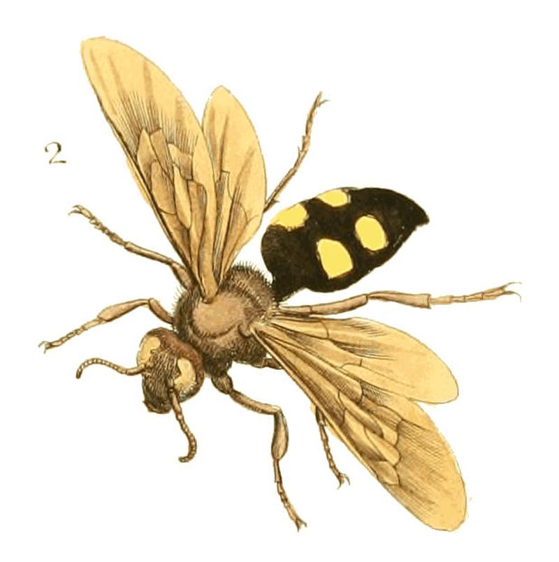 Illustrations of Exotic Entomology II 39 (cropped2)