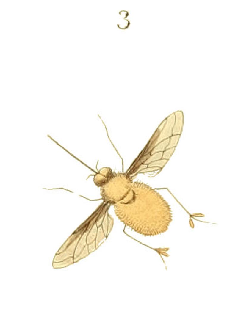 Illustrations of Exotic Entomology II 39 (cropped3)