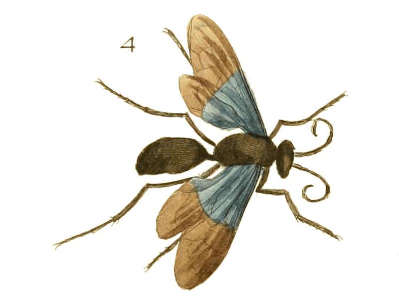 Illustrations of Exotic Entomology II 39 (cropped4)