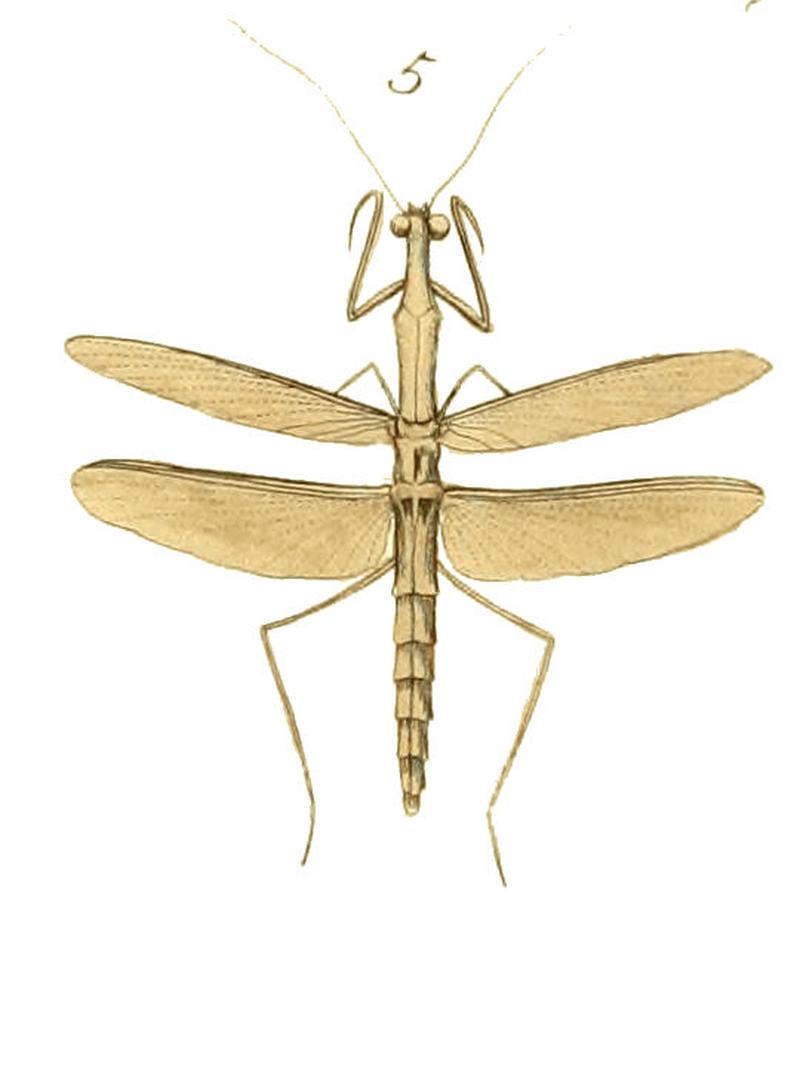 Illustrations of Exotic Entomology II 39 (cropped5)
