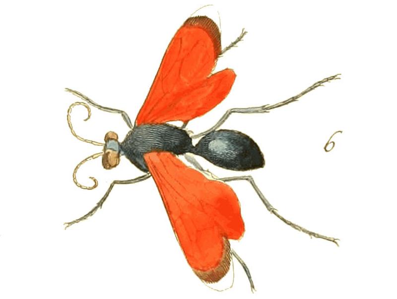 Illustrations of Exotic Entomology II 39 (cropped6)