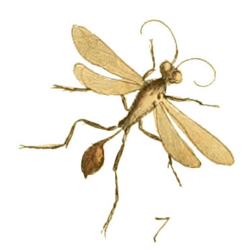 Illustrations of Exotic Entomology II 39 (cropped7)