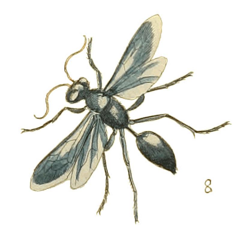 Illustrations of Exotic Entomology II 39 (cropped8)