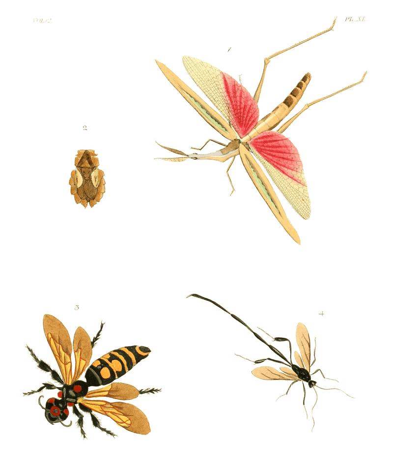 Illustrations of Exotic Entomology II 40