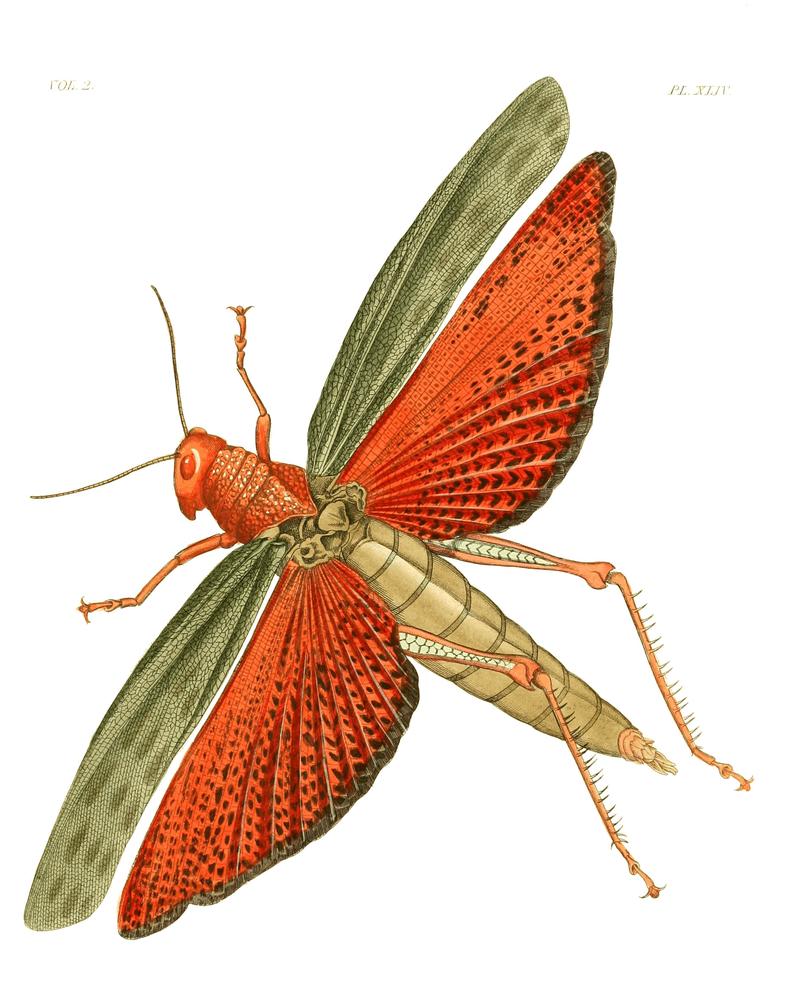 Illustrations of Exotic Entomology II 44