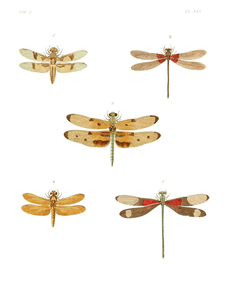 Illustrations of Exotic Entomology II 45