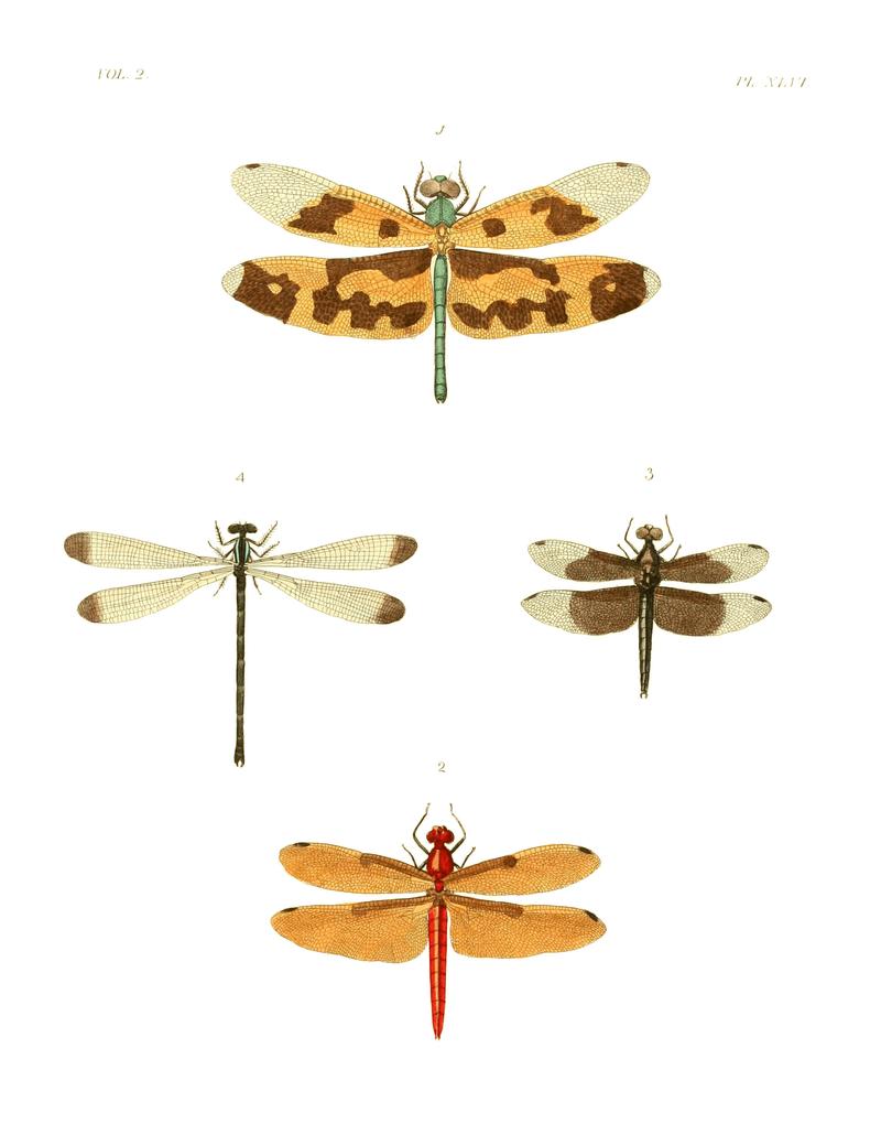 Illustrations of Exotic Entomology II 46