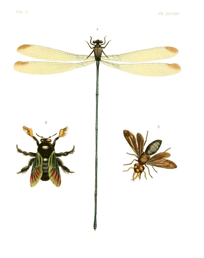 Illustrations of Exotic Entomology II 48