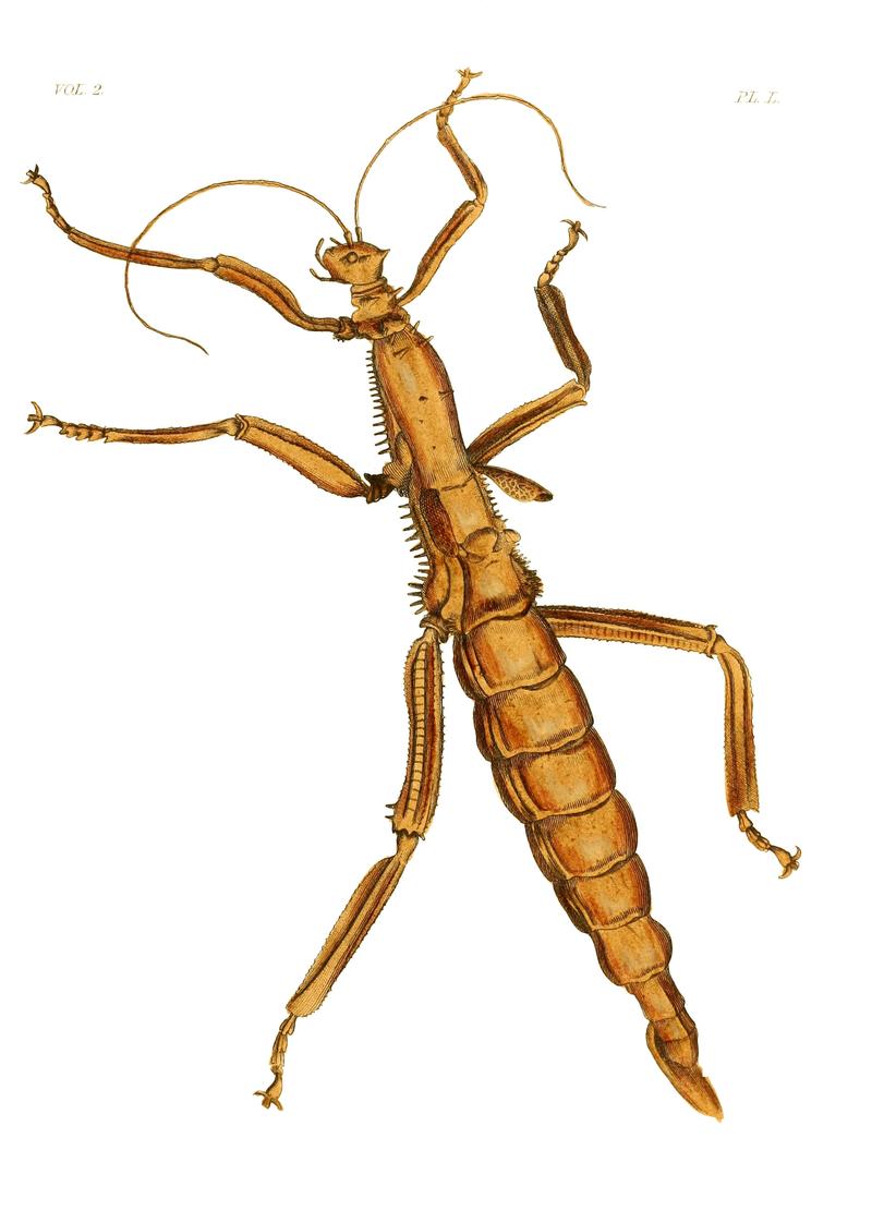 Illustrations of Exotic Entomology II 50